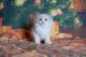 Ragdoll Cats for sale in Jacksonville, FL 32224, USA. price: NA