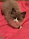 Ragdoll Cats for sale in Duncannon, PA 17020, USA. price: NA