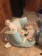 Ragdoll Cats for sale in Fitzwilliam, NH, USA. price: NA