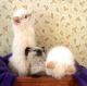 Ragdoll Cats for sale in Sparks, NV, USA. price: NA