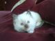 Ragdoll Cats for sale in Alaska St, Staten Island, NY 10310, USA. price: NA