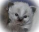 Ragdoll Cats for sale in Farmville, VA 23901, USA. price: NA