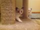 Ragdoll Cats for sale in Wichita, KS 67214, USA. price: NA