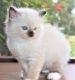 Ragdoll Cats for sale in San Francisco, CA 94144, USA. price: NA