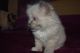 Ragdoll Cats for sale in Lexington, KY 40513, USA. price: NA