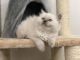 Ragdoll Cats for sale in Florence, KY, USA. price: $850