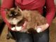 Ragdoll Cats for sale in Decatur, IL, USA. price: NA