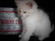 Ragdoll Cats for sale in Hartford, CT 06152, USA. price: NA