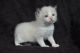 Ragdoll Cats for sale in Kansas City, KS 66112, USA. price: NA