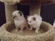 Ragdoll Cats for sale in Lexington, KY 40513, USA. price: NA