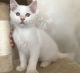 Ragdoll Cats for sale in Philpott Valley, Stonewall Township, AR 72830, USA. price: NA