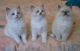 Ragdoll Cats for sale in Phoenix, AZ 85045, USA. price: NA
