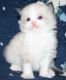 Ragdoll Cats for sale in Tulsa, OK 74134, USA. price: NA