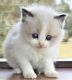 Ragdoll Cats for sale in 48234 332nd St, Jefferson, SD 57038, USA. price: NA