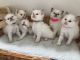 Ragdoll Cats for sale in Watertown, MA, USA. price: NA