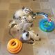 Ragdoll Cats for sale in Asheville, NC, USA. price: NA