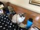 Ragdoll Cats for sale in Duncannon, PA 17020, USA. price: NA
