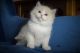 Ragdoll Cats for sale in Fresno, CA 93728, USA. price: NA