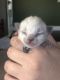 Ragdoll Cats for sale in Norco, CA 92860, USA. price: NA