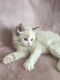 Ragdoll Cats for sale in Palmdale, CA, USA. price: $650