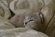 Ragdoll Cats for sale in Mesa, AZ, USA. price: $1,450