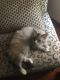 Ragdoll Cats for sale in Columbus, OH, USA. price: NA