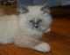 Ragdoll Cats for sale in New Holland, PA 17557, USA. price: $700