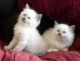 Ragdoll Cats for sale in Alabaster, AL, USA. price: NA