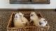 Ragdoll Cats for sale in Cave Creek, AZ 85331, USA. price: $500