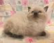 Ragdoll Cats for sale in San Diego, CA, USA. price: $620