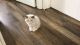Ragdoll Cats for sale in Chicago, IL, USA. price: $1,550