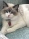 Ragdoll Cats for sale in Fort Wayne, IN, USA. price: $700
