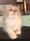 Ragdoll Cats for sale in Arcadia, CA, USA. price: $550