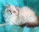 Ragdoll Cats for sale in Rochester Hills, MI, USA. price: $600