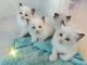 Ragdoll Cats for sale in Arcadia, CA, USA. price: NA