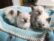 Ragdoll Cats for sale in Arcadia, CA, USA. price: $750