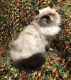 Ragdoll Cats for sale in Rochester Hills, MI, USA. price: NA