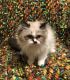 Ragdoll Cats for sale in Rochester Hills, MI, USA. price: $700