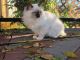 Ragdoll Cats for sale in Vancouver, WA, USA. price: NA