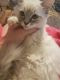Ragdoll Cats for sale in Star City, AR 71667, USA. price: NA
