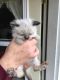Ragdoll Cats for sale in Newark, NY 14513, USA. price: NA