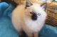 Ragdoll Cats for sale in Little Rock, AR 72205, USA. price: NA