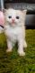 Ragdoll Cats for sale in Long Beach, CA, USA. price: NA