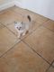 Ragdoll Cats for sale in Detroit, MI 48216, USA. price: $500