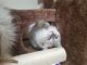 Ragdoll Cats for sale in Sterling Heights, MI 48310, USA. price: NA