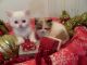Ragdoll Cats for sale in Indianapolis, IN, USA. price: $500