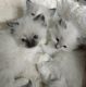 Ragdoll Cats for sale in Glendale, AZ, USA. price: $500
