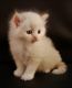 Ragdoll Cats for sale in Phoenix, AZ, USA. price: $500