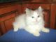 Ragdoll Cats for sale in Spring Mill, KY 40228, USA. price: $500