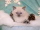 Ragdoll Cats for sale in Charlotte, NC, USA. price: $500